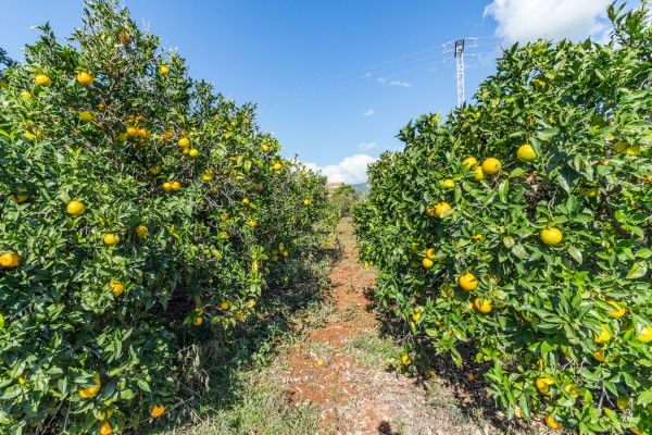 Finca rústica en Santa Maria del Camí